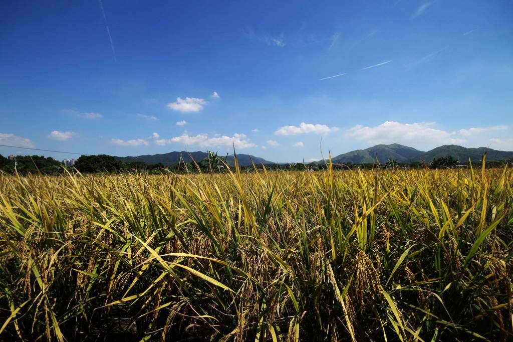 香港米業初探：進口大米與本地稻米