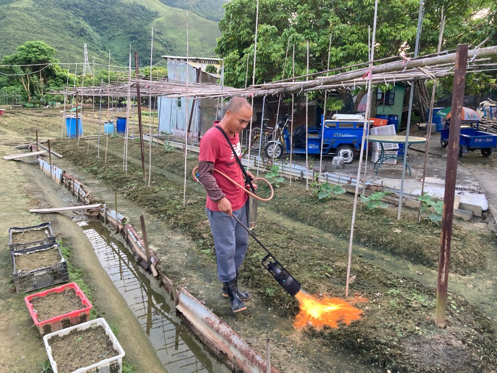 善用燒草噴火器 慳人力時間
