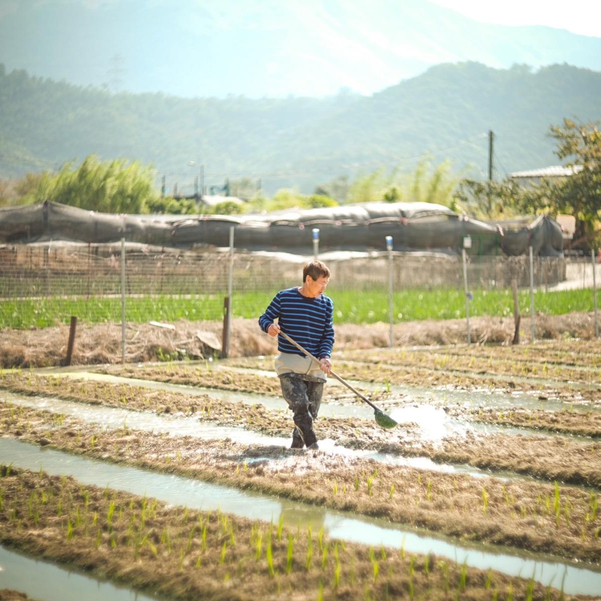 水坑田的滲灌與戽水
