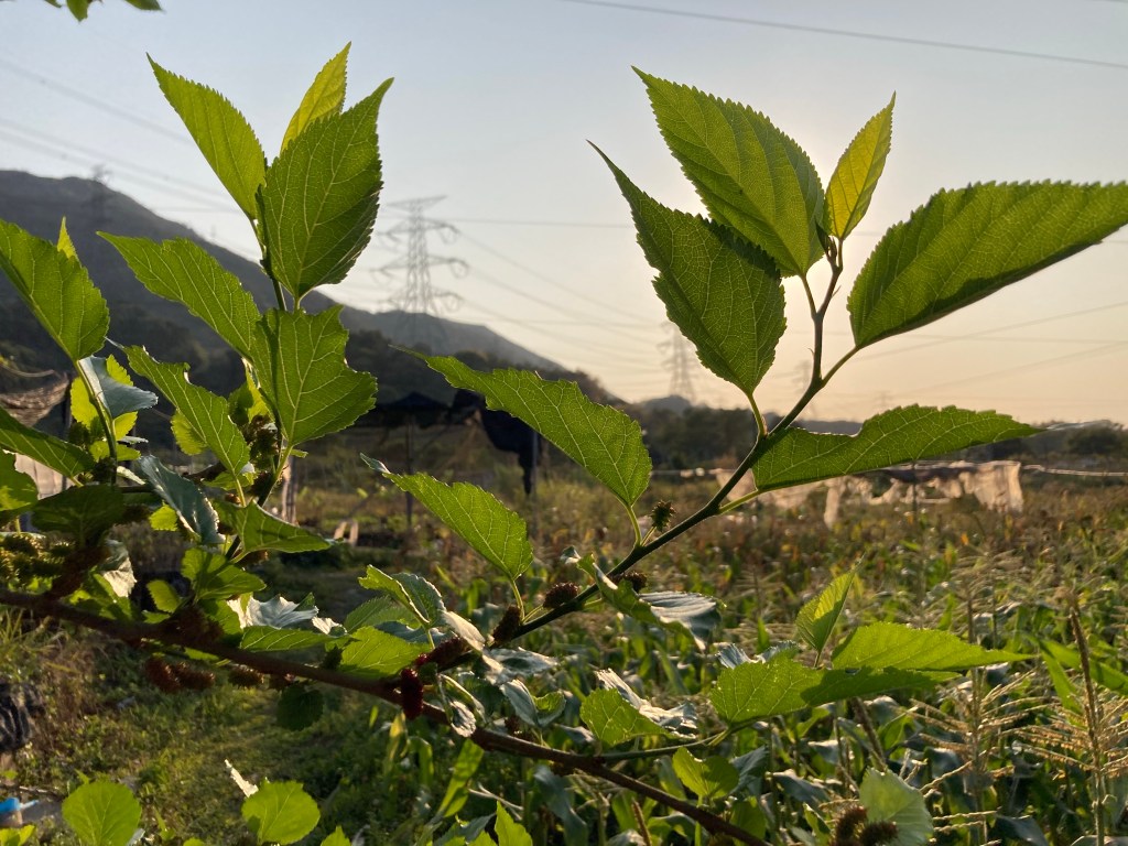 推土機沒有打算把你放過 就算走到邊端