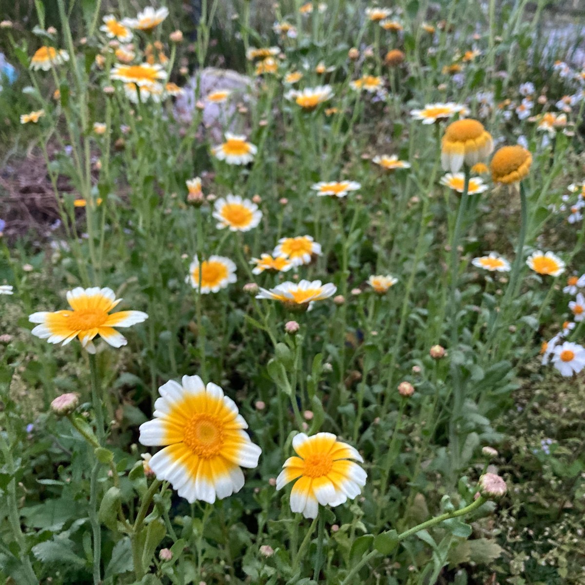 過於簡單的美麗事物