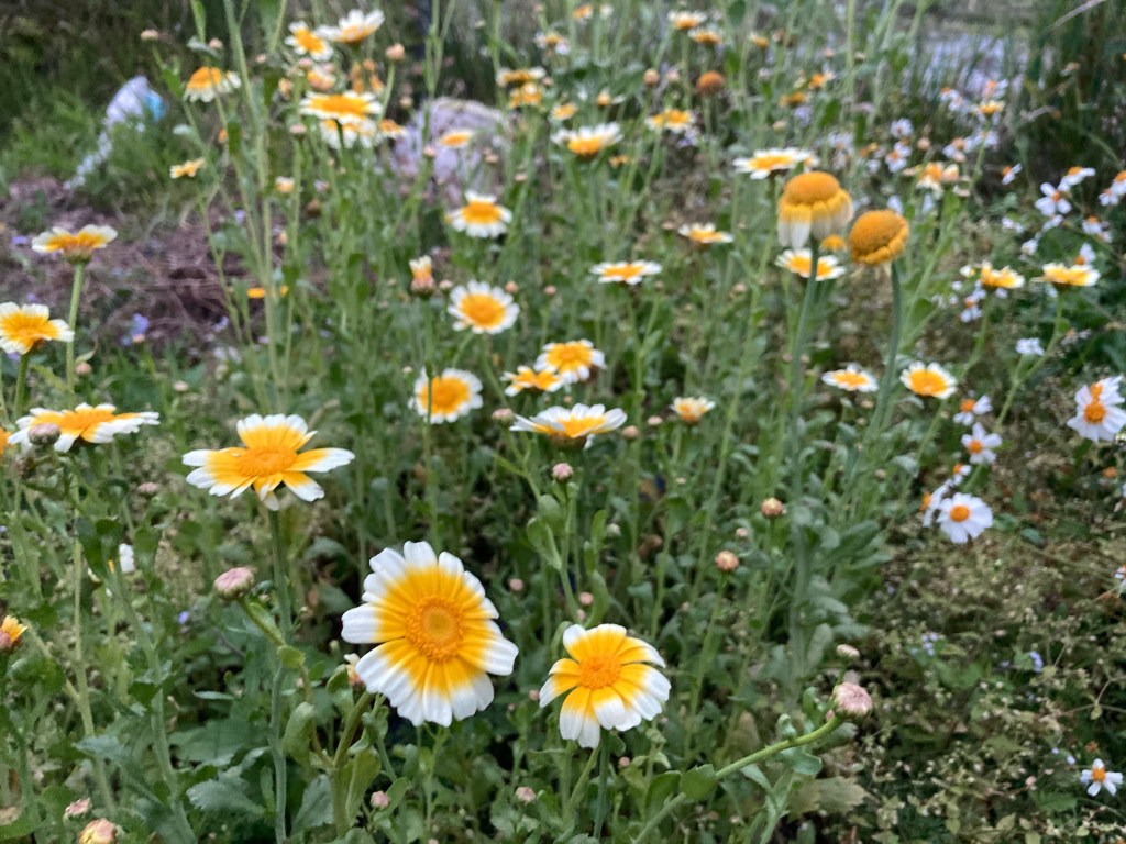 過於簡單的美麗事物