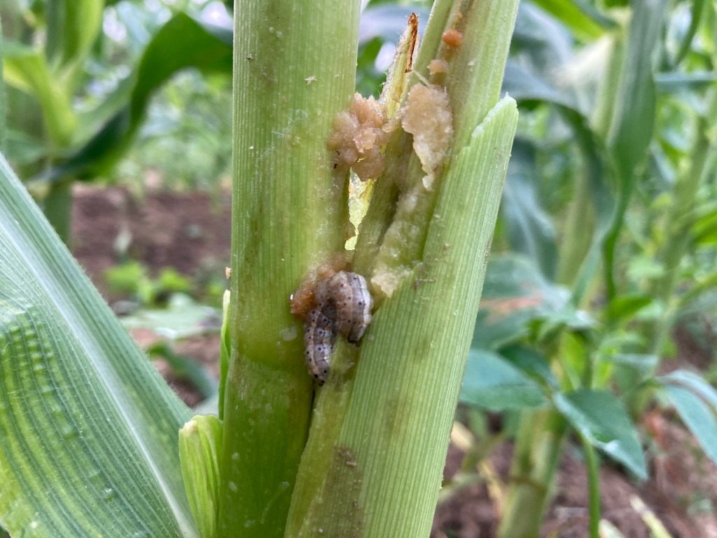 秋行軍蟲肆虐粟米田