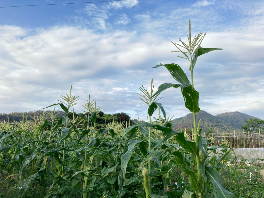 五個月時間 開發千呎小田