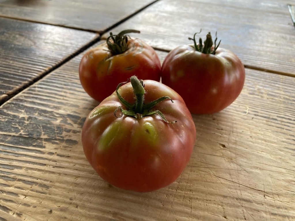 克里米亞黑番茄的戰地記憶