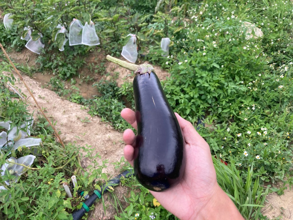 Barbentane茄子少量收成