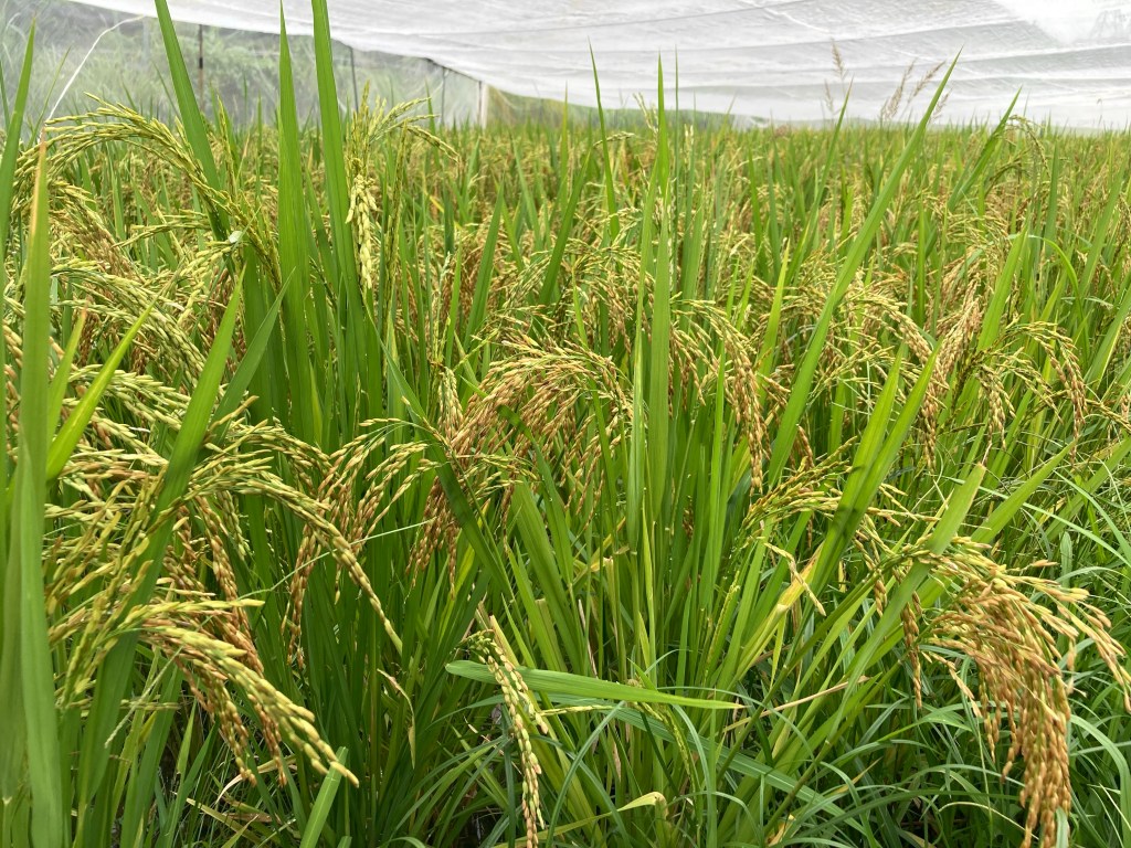 稻米熟成與秋播規劃