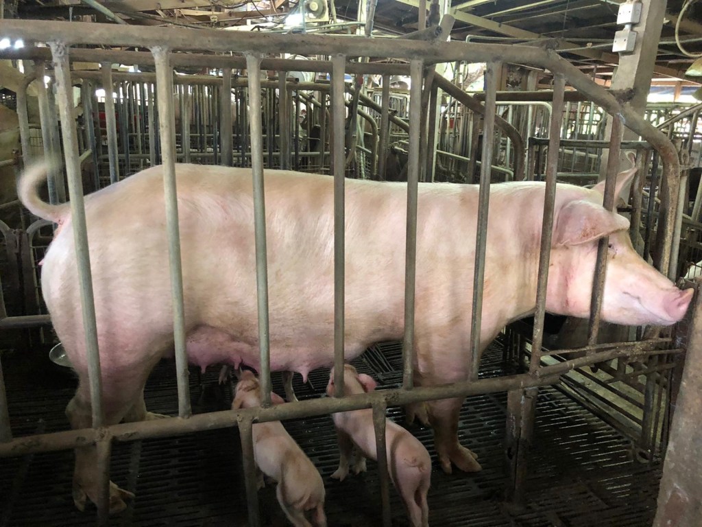 再再寫野豬：光怪陸離的討論