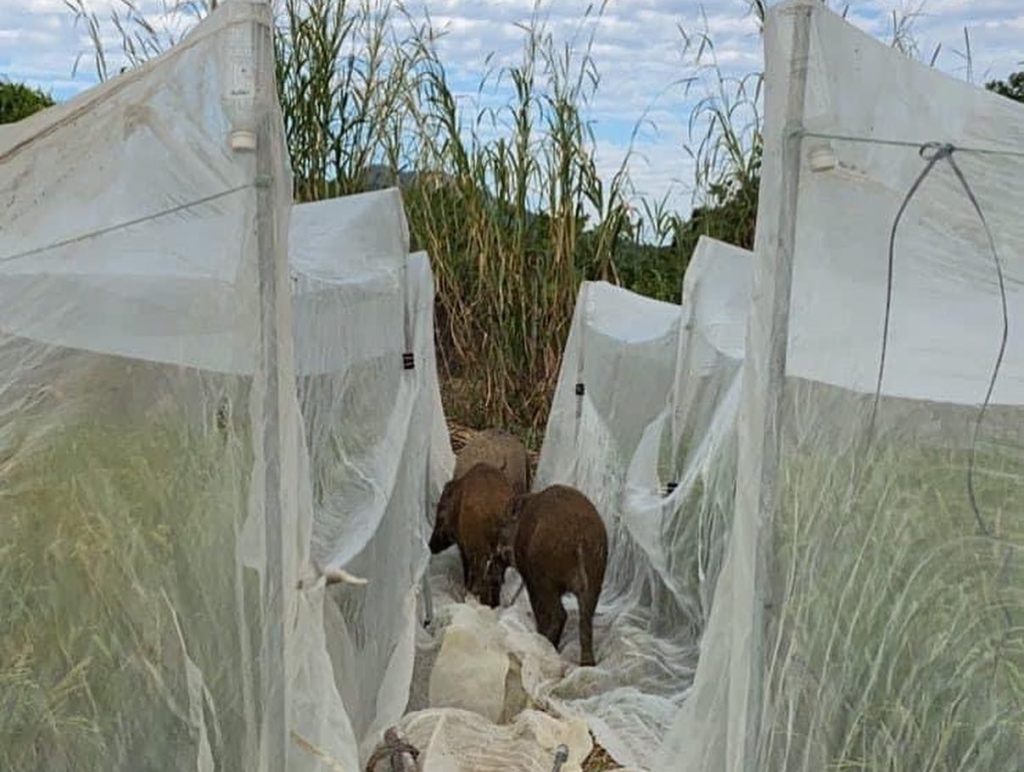 再寫野豬：農友的納悶