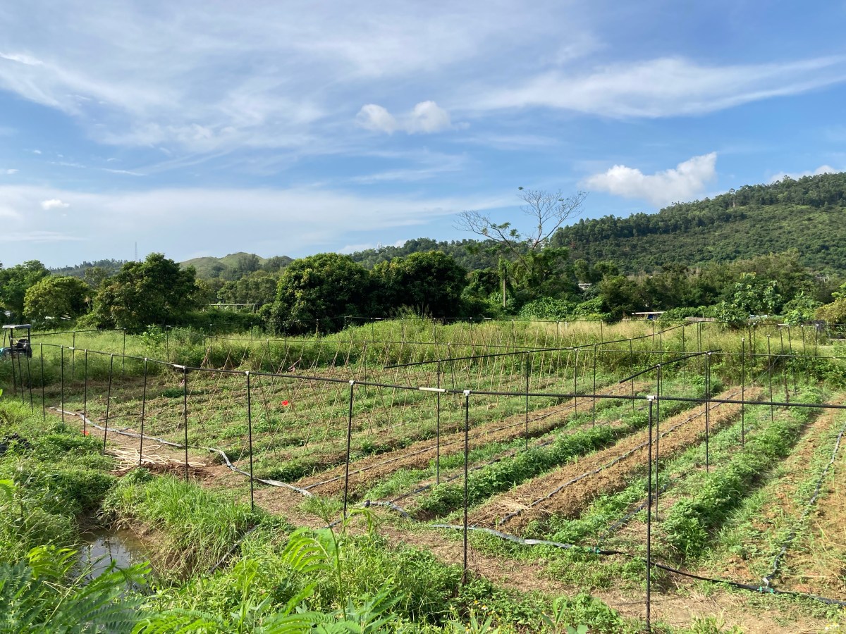 在北部都會區裡耕田