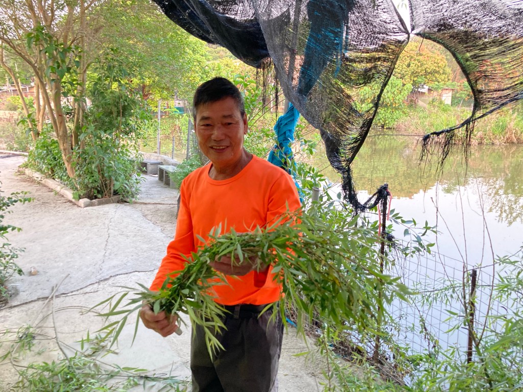 花農插柳柳成蔭——探索本地種植清明柳