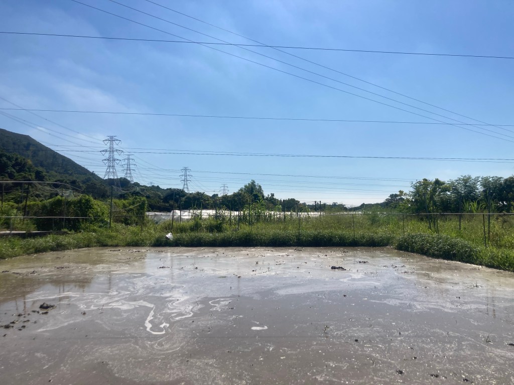 牛潭尾晚茬插秧前夜 香港水稻田的二三事