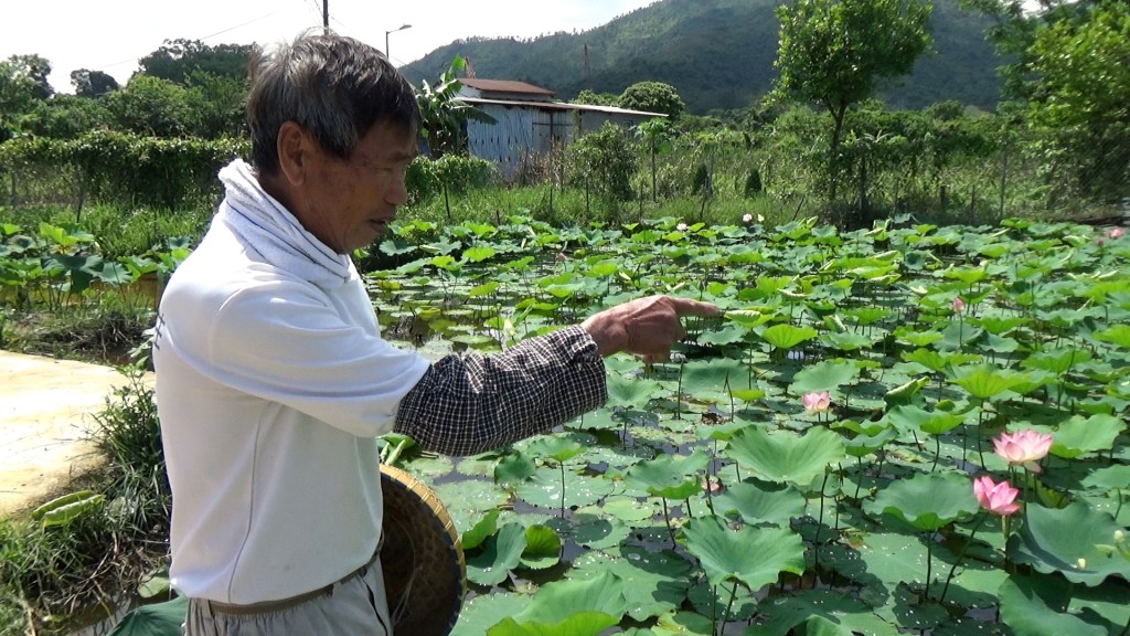 港產荷花日漸式微