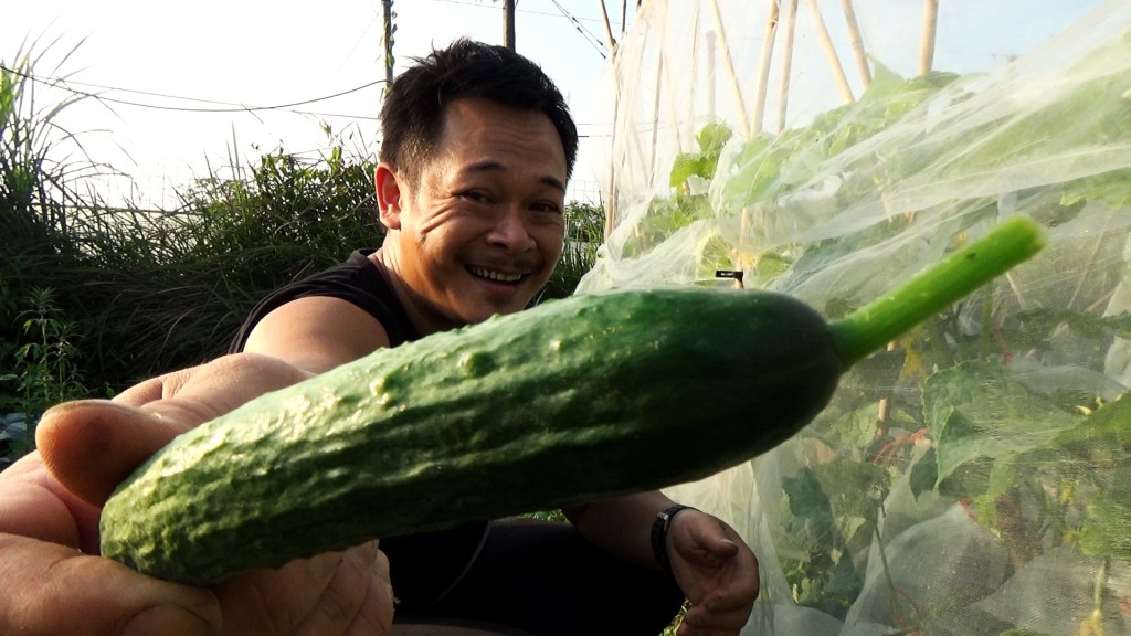 即摘即拍小黃瓜