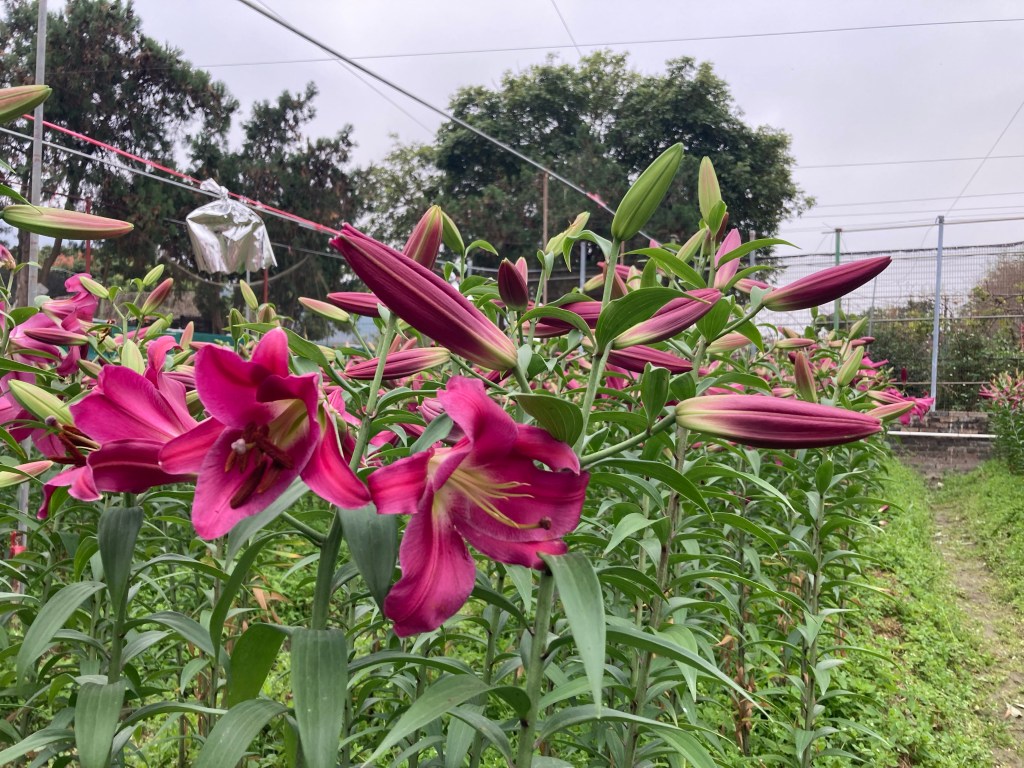 新田信哥百合種植及揀選
