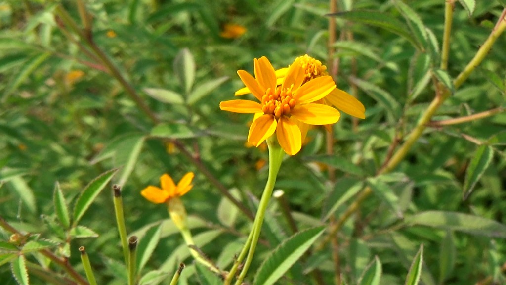芳香萬壽菊冷泡花茶