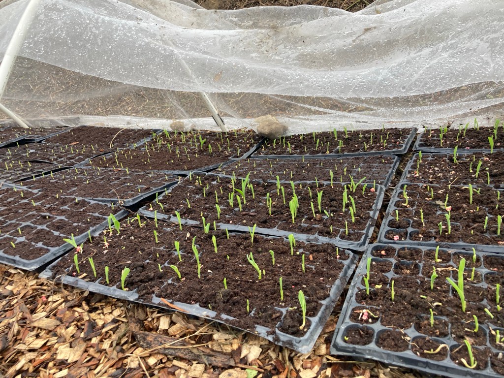 粟米100 ：重置苗床