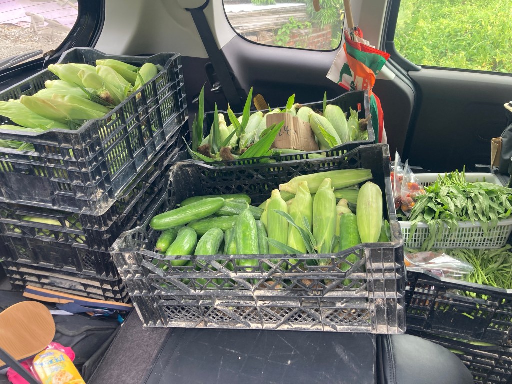 晚造白龍王粟米開賣首週小筆記