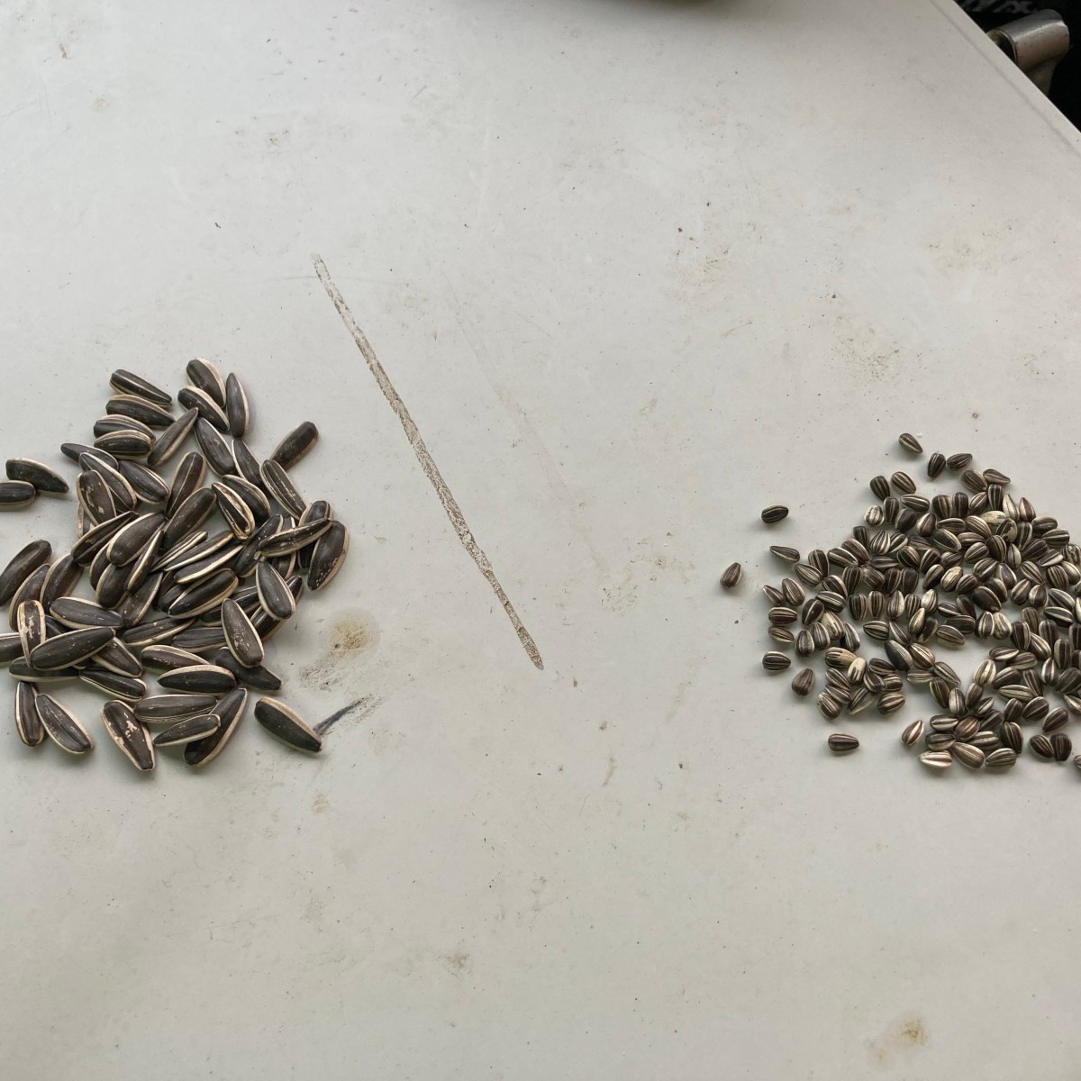 葵花籽的進口與分類 用Peat moss定植向日葵