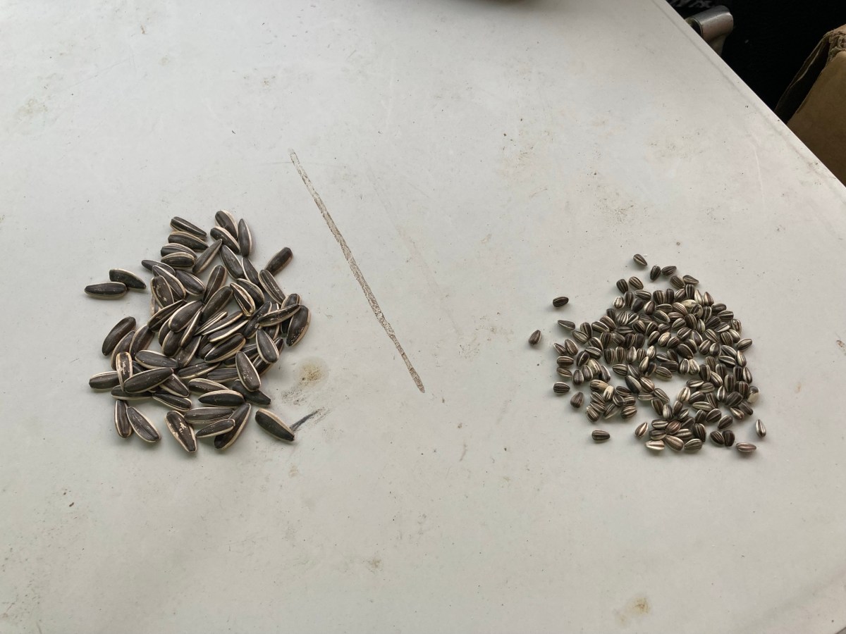 葵花籽的進口與分類 用Peat moss定植向日葵