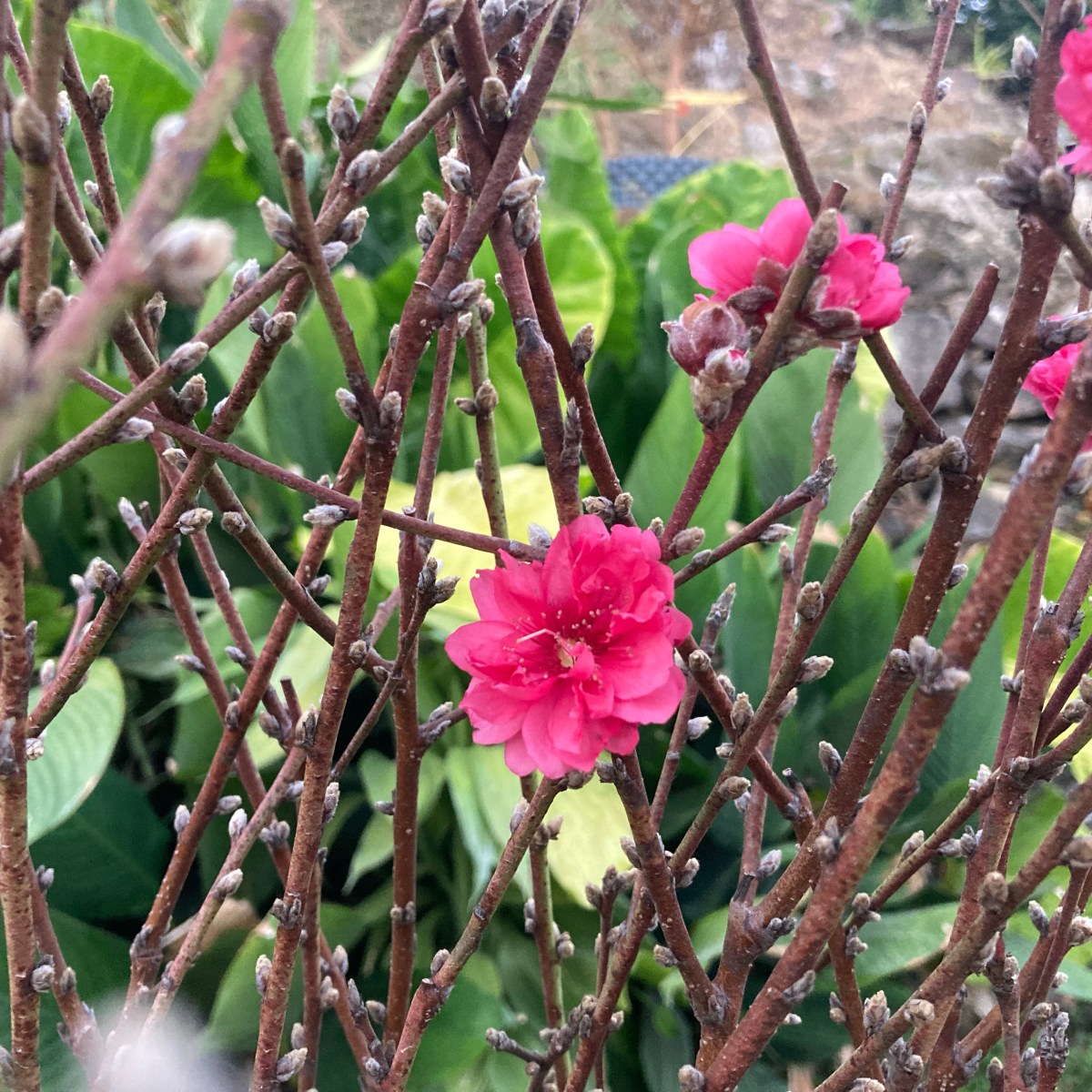 合時桃花 適時摘葉