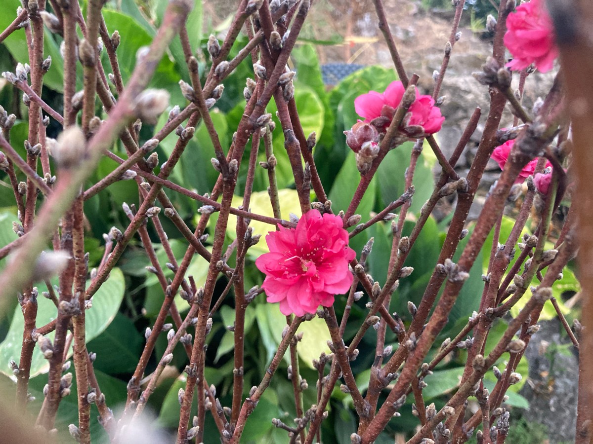 合時桃花 適時摘葉
