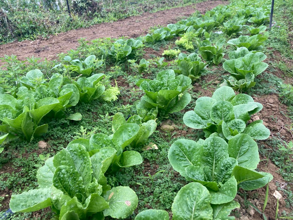 當街市生菜貴過有機生菜