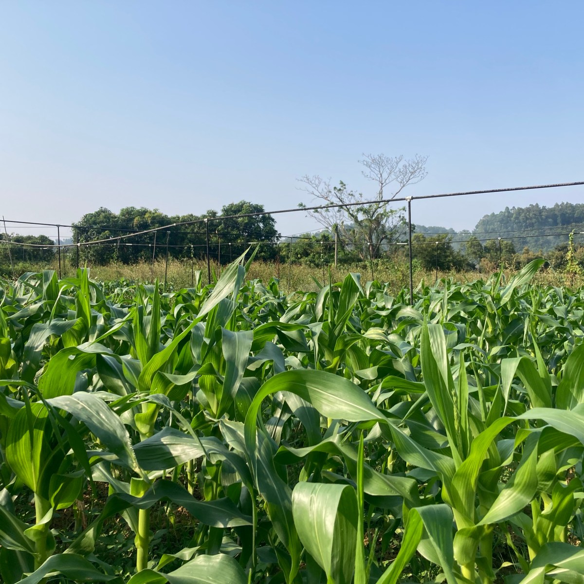 牛潭尾白龍王粟米收成節：產運銷一體化