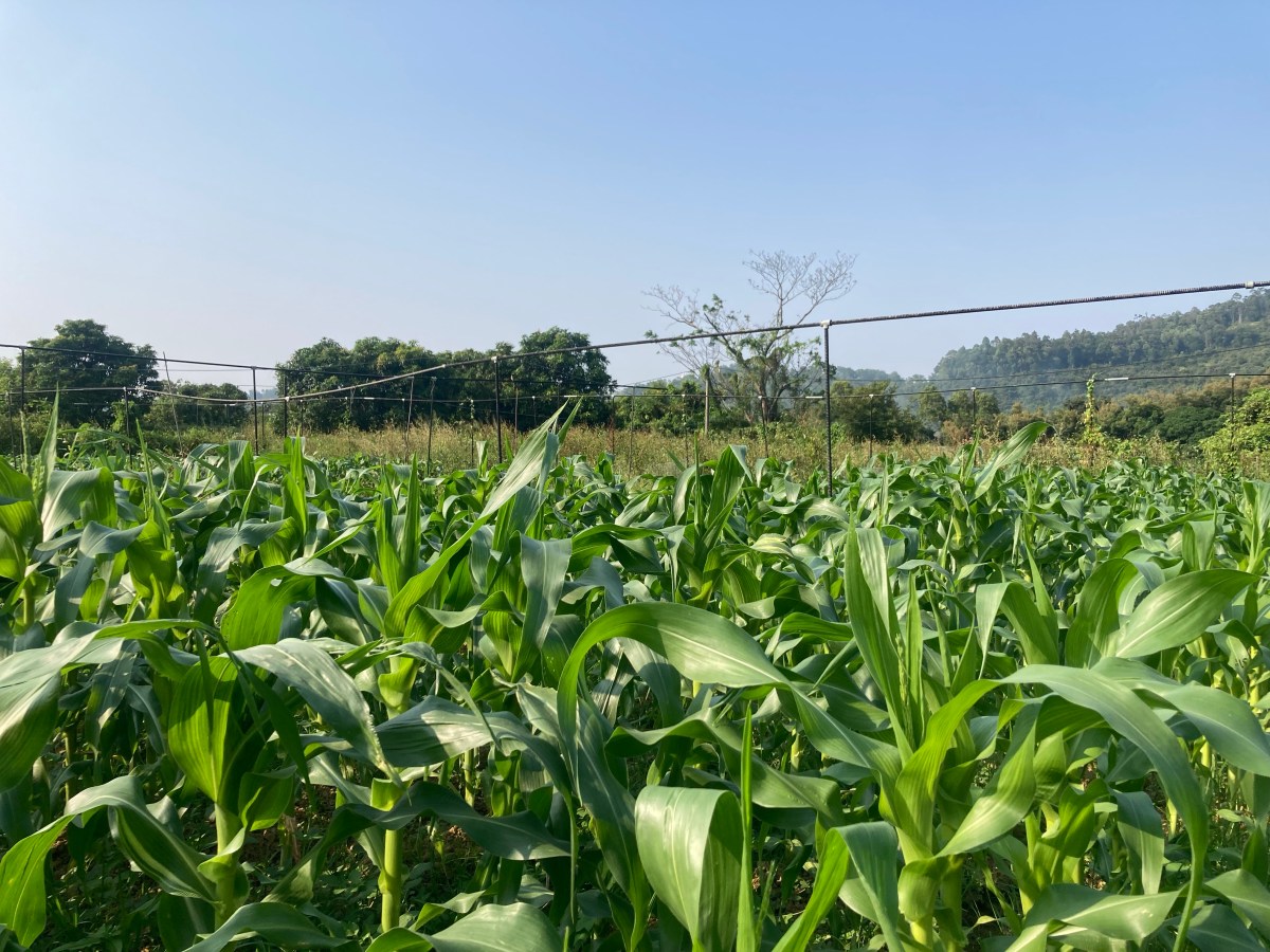 牛潭尾白龍王粟米收成節：產運銷一體化