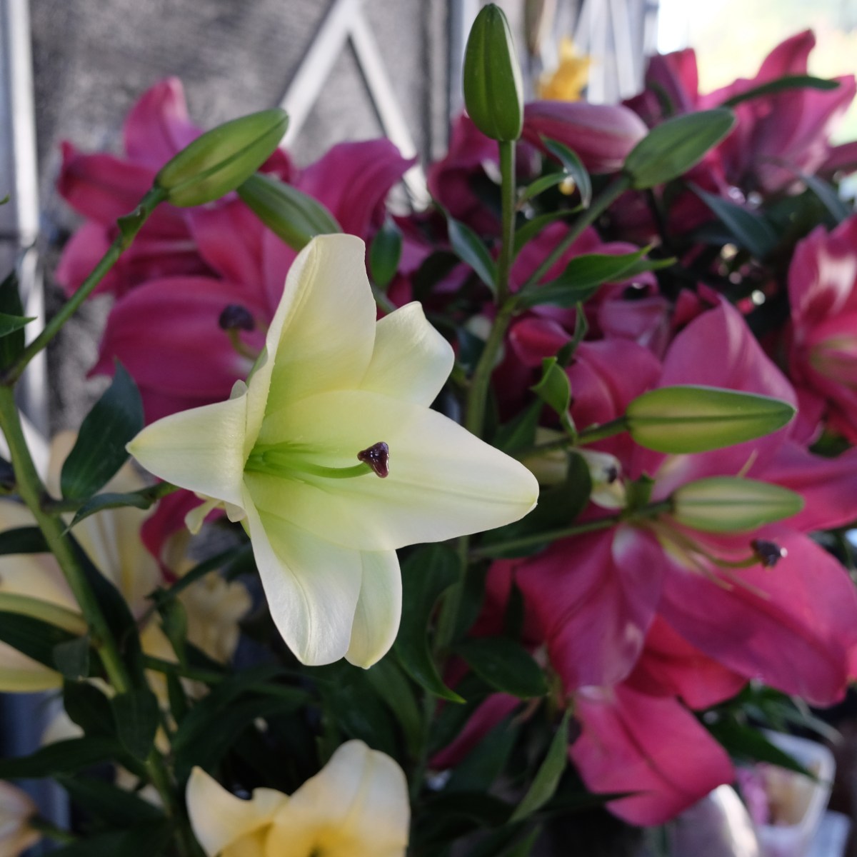 2023本地年花產銷前瞻