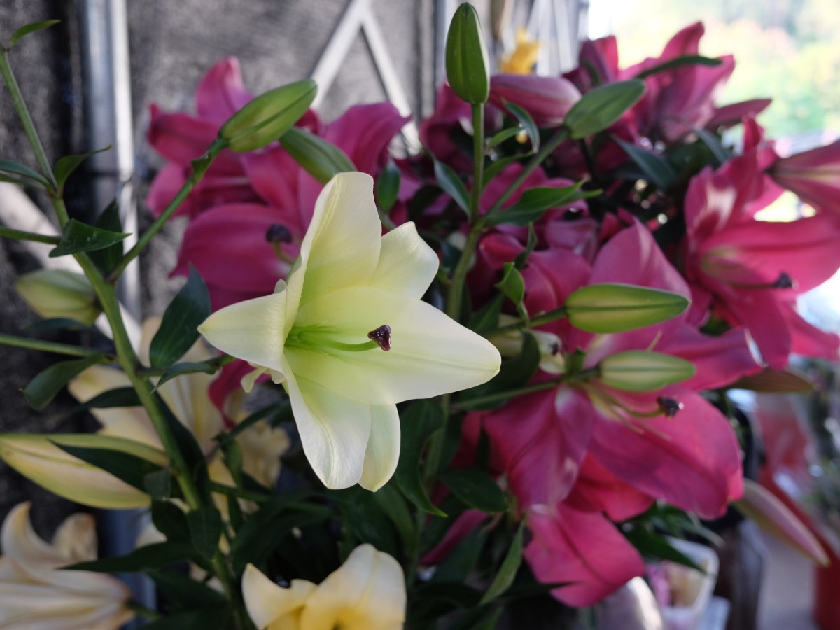 2023本地年花產銷前瞻