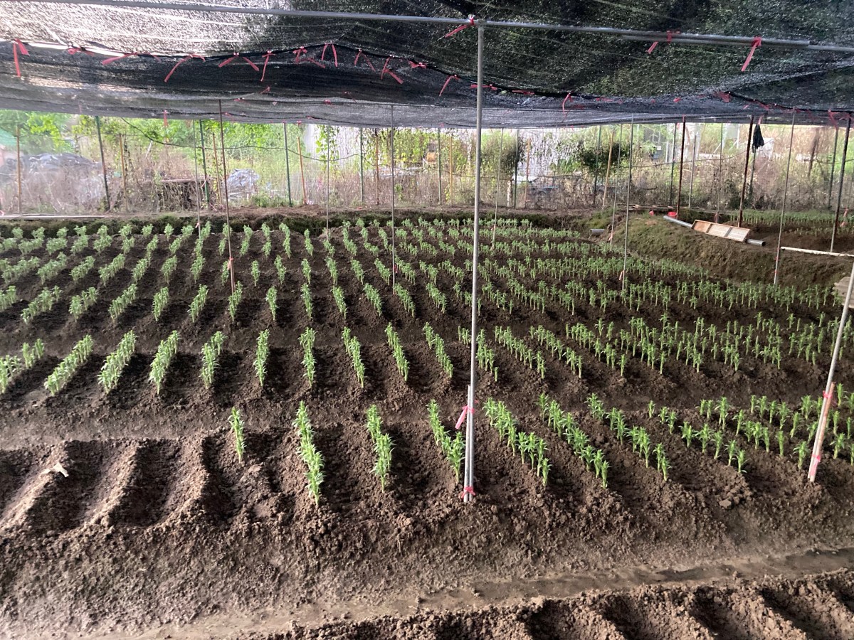 年花開季 百合定植