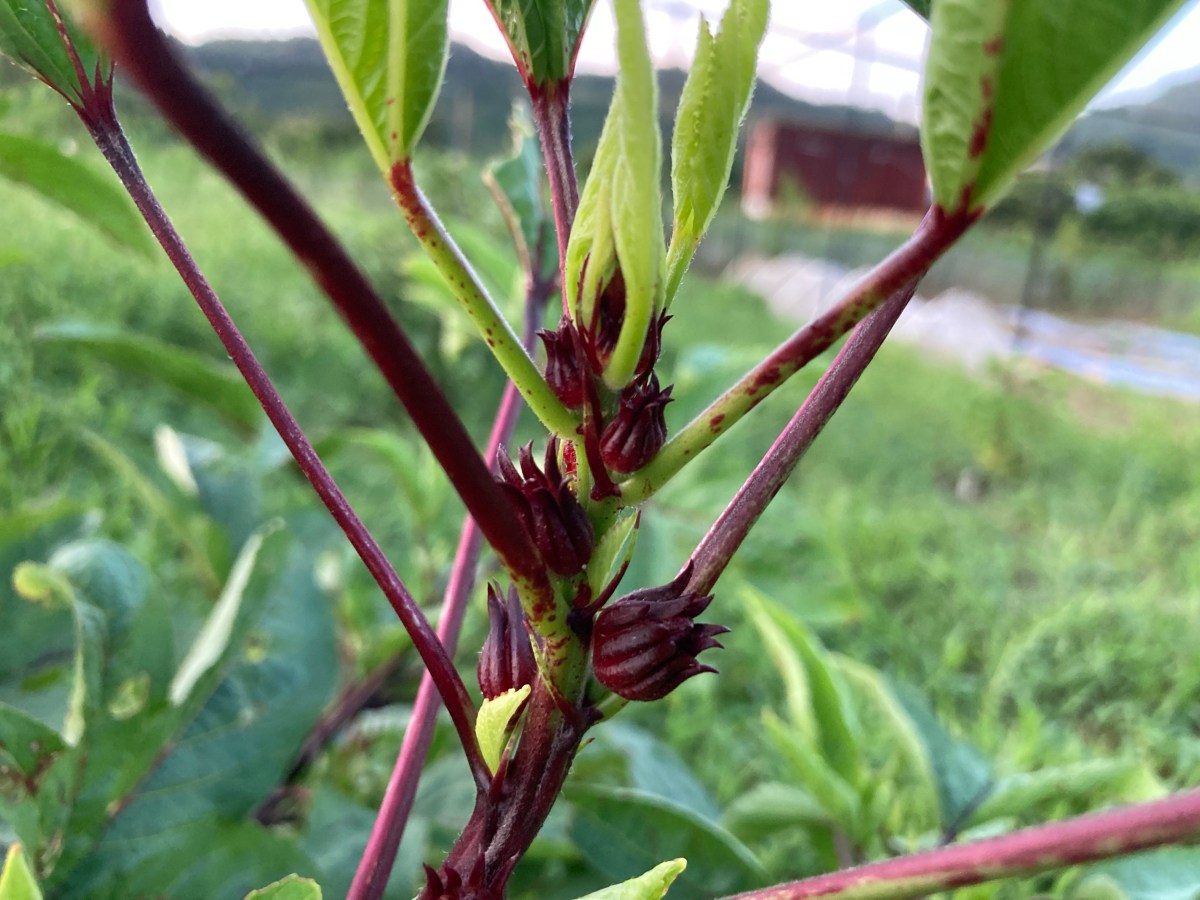 洛神花開秋意濃：由埃及的國民飲品到香港的手搖水果茶