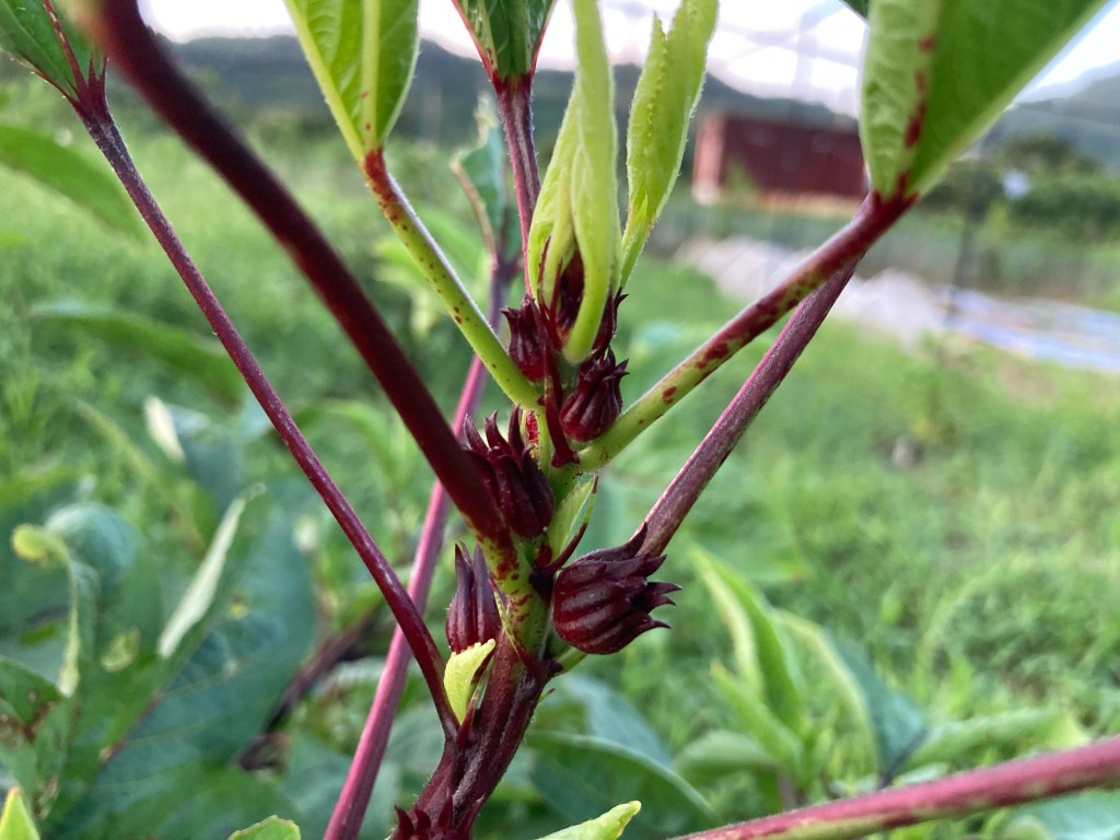 洛神花開秋意濃：由埃及的國民飲品到香港的手搖水果茶