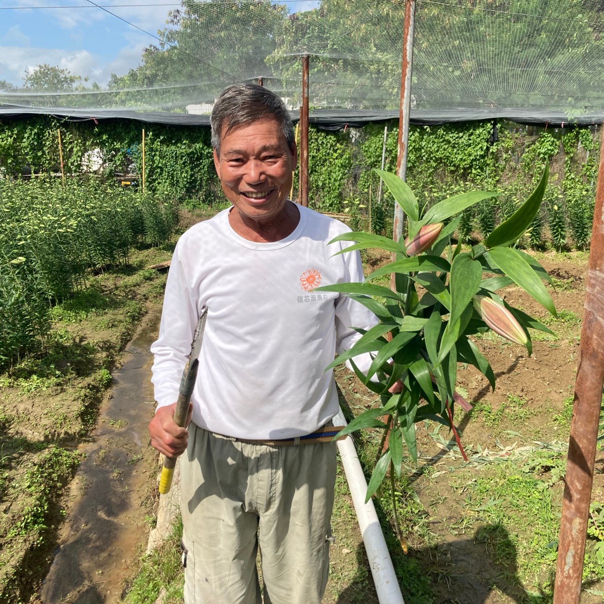 分批種植保收成 百合種植防雀要緊