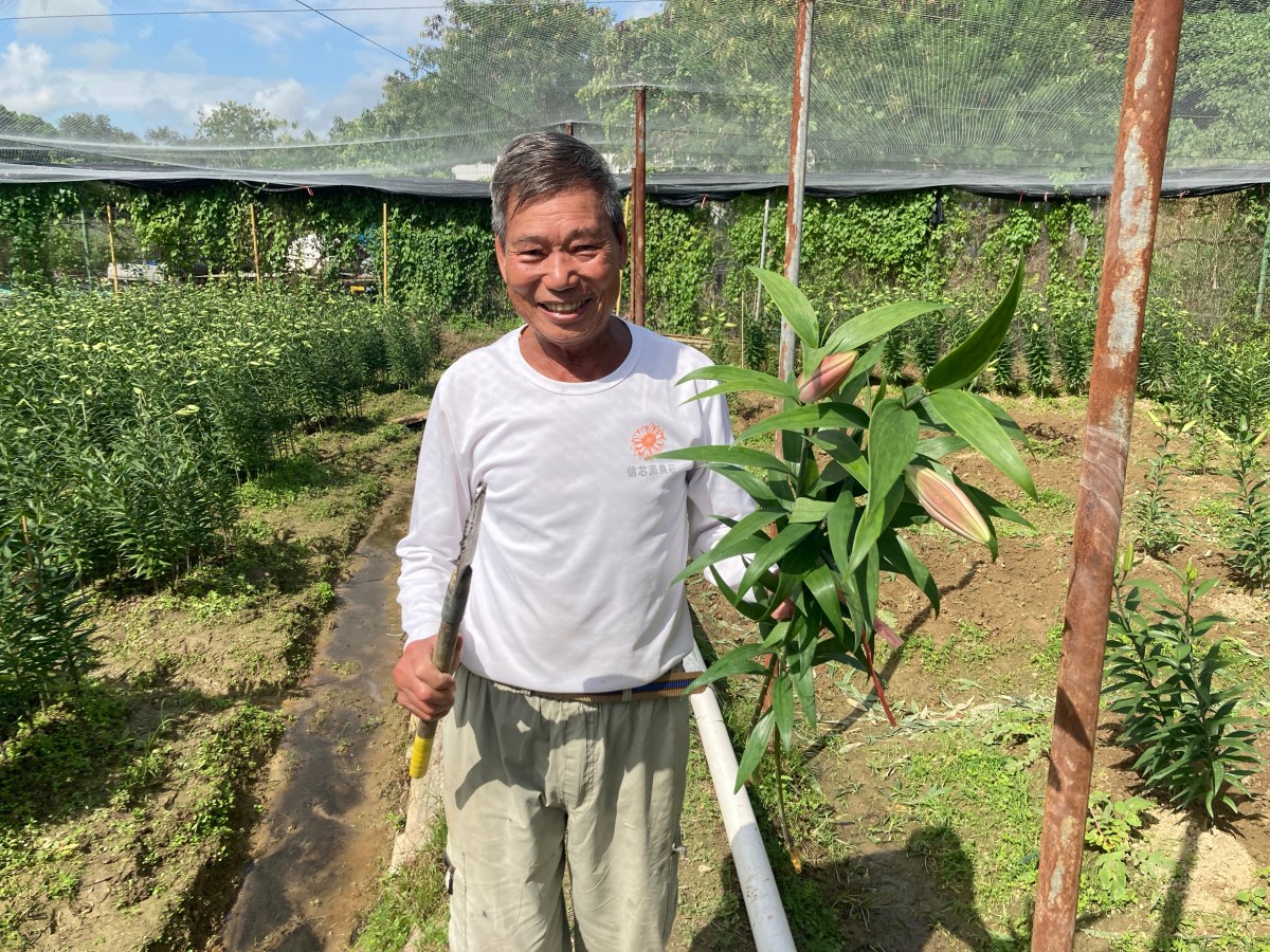 分批種植保收成 百合種植防雀要緊