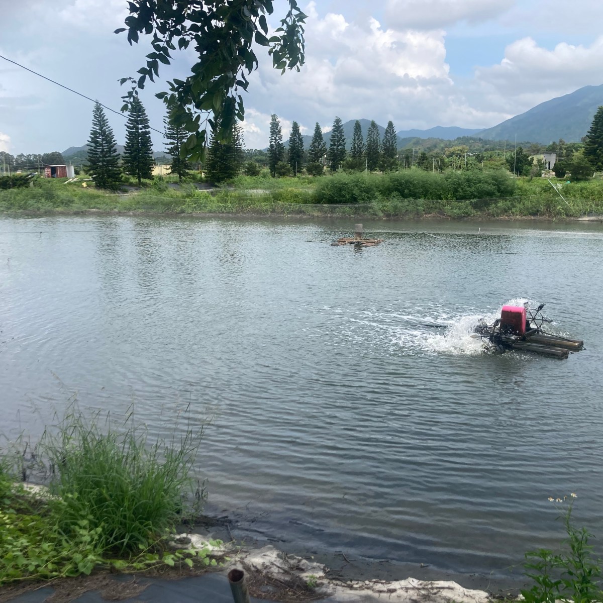 新田科技城爭議裡，區內農戶與養魚戶