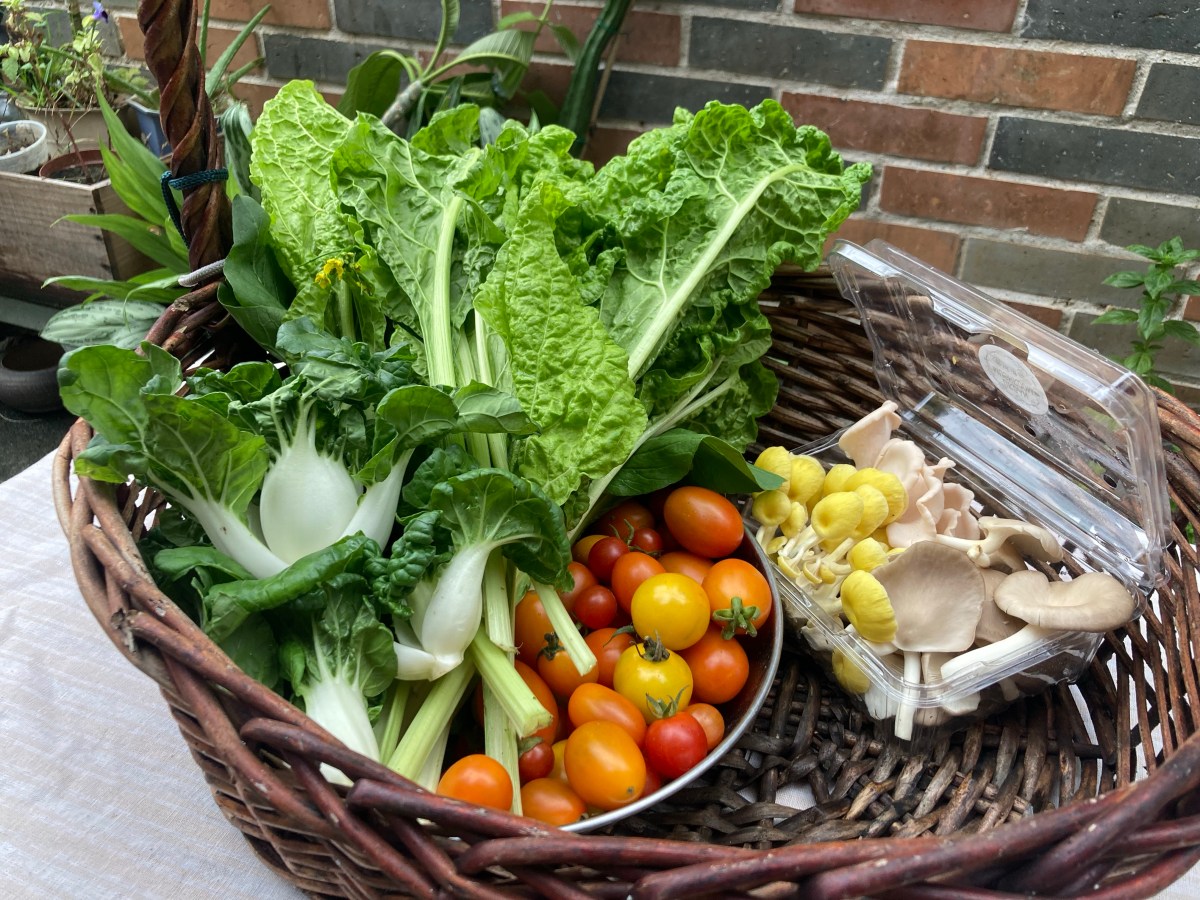 菜包緣起、贊助訂閱新計劃