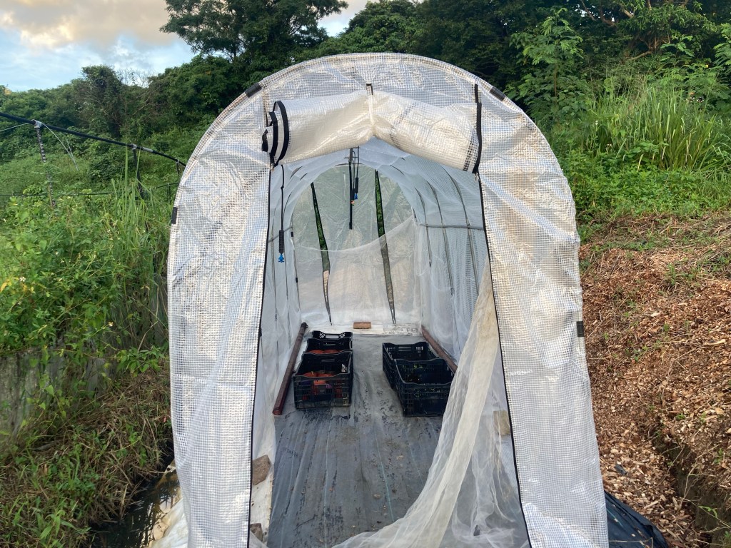 新手重建培苗區