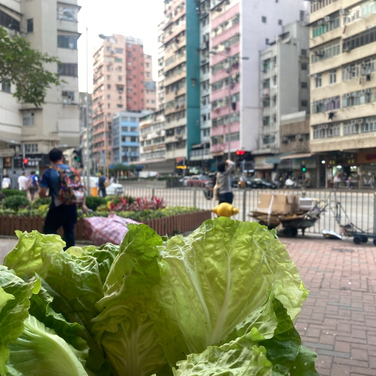 熱潮退卻：殘酷現實裡，農戶堅持自主尋覓曙光