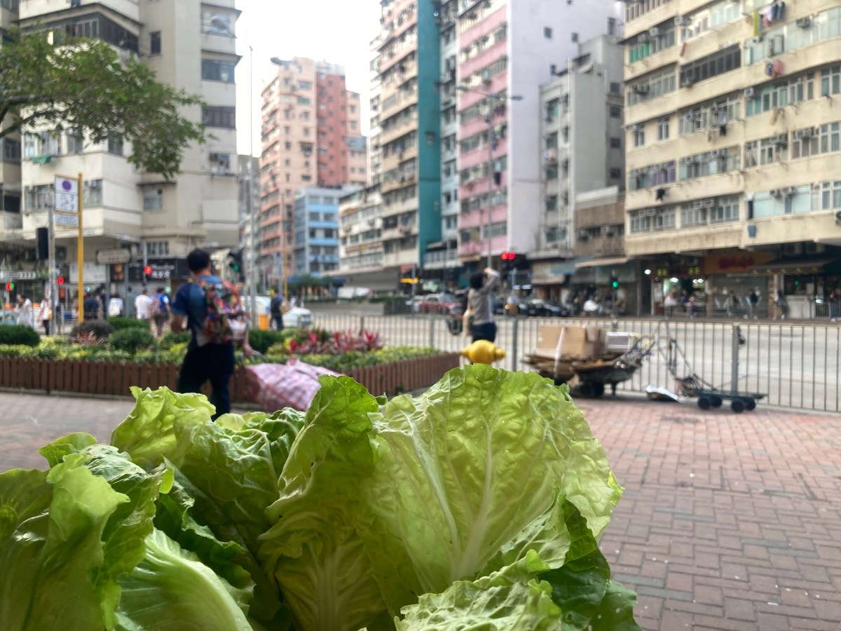 熱潮退卻：殘酷現實裡，農戶堅持自主尋覓曙光