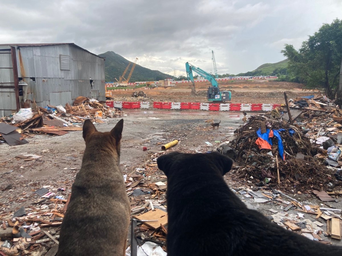 與社區動物在拆遷下道別，不想遺棄貓狗的村民又何去何從？